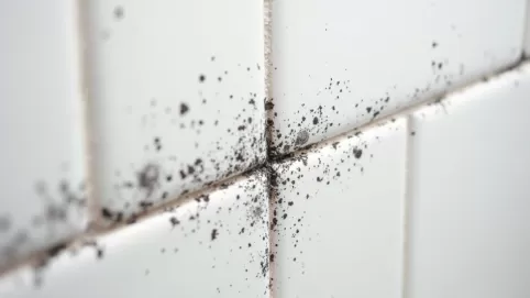 Czym wyczyścić fugi z pleśni