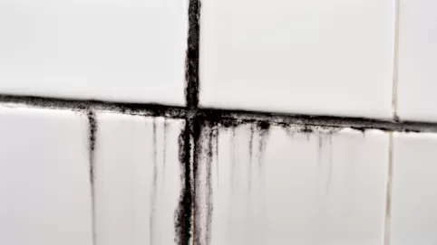 jak wyczyścić fugi z pleśni