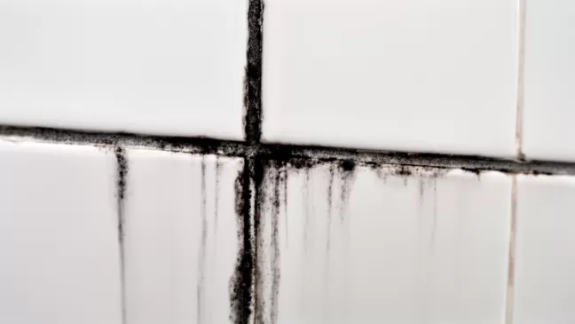 jak wyczyścić fugi z pleśni